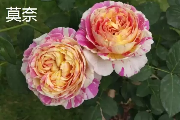 好养活的月季花有哪些品种,红双喜等是好养活的月季花品种吗插图4 好养活的月季花有哪些品种,红双喜等是好养活的月季花品种吗插图4