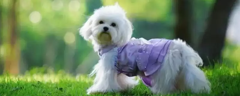 狗脑炎会有什么症状表现,狗脑炎初期会表现出极度兴奋吗-会东网