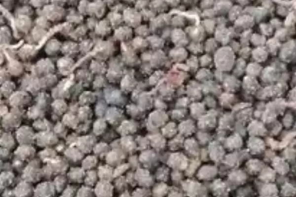 红豆杉的繁殖技术有哪些呢,红豆杉可有性繁殖也可无性繁殖吗插图1 红豆杉的繁殖技术有哪些呢,红豆杉可有性繁殖也可无性繁殖吗插图1