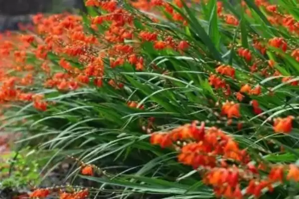 火焰兰植物问多年生草本植物,火焰兰简介，植物属性对吗？插图5