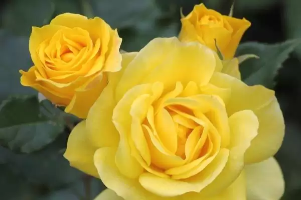 黄玫瑰花语意纯洁友谊活泼灵,黄色玫瑰的花语是什么，寓意准确吗？插图2