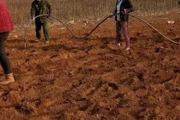 猴面包树的种植方法是什么,猴面包树种植前需对种子进行催芽吗插图2 猴面包树的种植方法是什么,猴面包树种植前需对种子进行催芽吗插图2