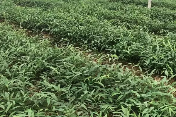 黄精种苗价格一株0.4-1元贵,黄精种苗的价格，这个价格合理吗？插图2