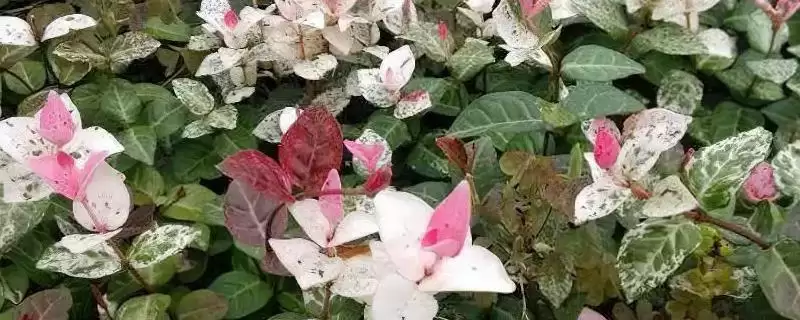 花叶络石养护9-10月追肥磷钾,花叶络石日常养护方法，追肥时间对吗？-会东网
