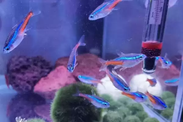 红绿灯鱼好不好养活呢,红绿灯鱼用有过滤系统鱼缸容易养活吗插图3