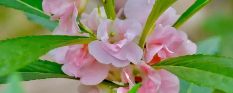 凤仙花褐斑病防治 ,凤仙花如何防治褐斑病-会东网