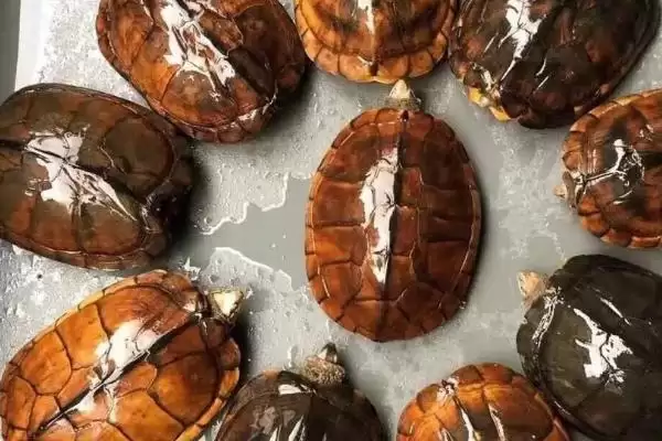刚出生石金钱龟养殖 ,刚出生的石金钱龟该如何进行养殖插图3