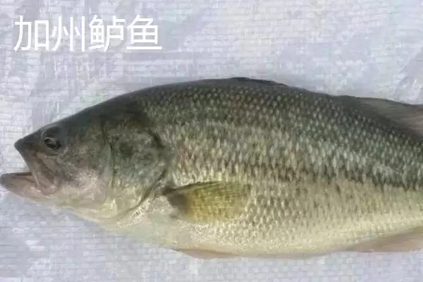 加州鲈海鲈问两者不是同品种,加州鲈鱼是不是海鲈鱼,判断准确吗?插图2 加州鲈海鲈问两者不是同品种,加州鲈鱼是不是海鲈鱼,判断准确吗?插图2