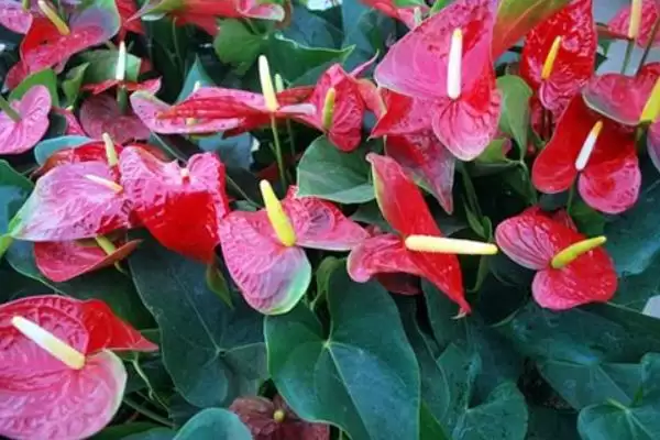 红掌有什么花语和象征意义,红掌代表燃烧的心、给予的热情等意义吗插图8 红掌有什么花语和象征意义,红掌代表燃烧的心、给予的热情等意义吗插图8