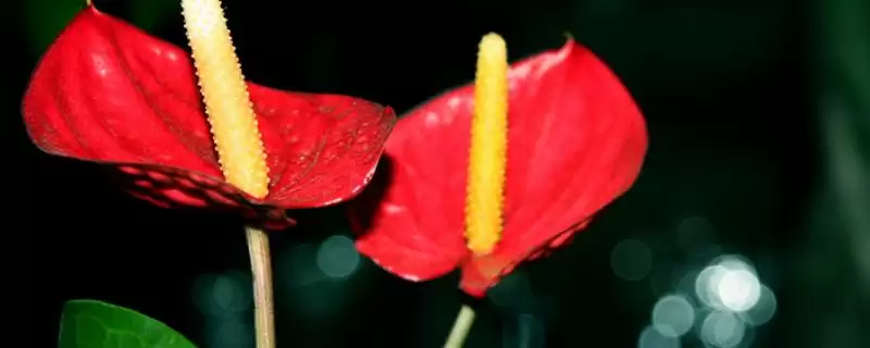红掌的繁殖方法有哪些呢,红掌可通过分株、播种方式进行繁殖吗-会东网