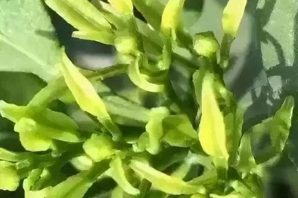 柑橘花芽分化过程 ,柑橘花芽分化经历哪些阶段和过程插图1