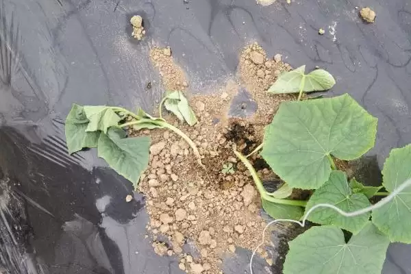大棚黄瓜的种植方法和步骤是,大棚黄瓜怎么种植插图5