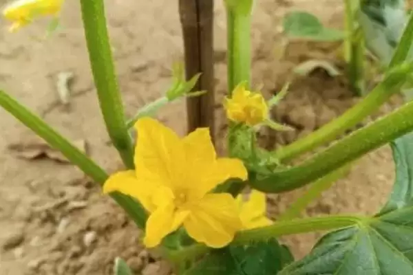 黄瓜苗过早开花原因 ,黄瓜苗小就开花真是种子出问题插图2