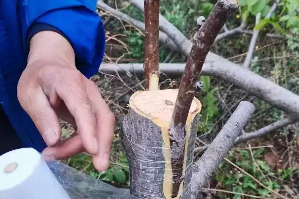 核桃的嫁接技术是怎样的呢,核桃常用劈接法和芽接法进行嫁接吗插图1 核桃的嫁接技术是怎样的呢,核桃常用劈接法和芽接法进行嫁接吗插图1
