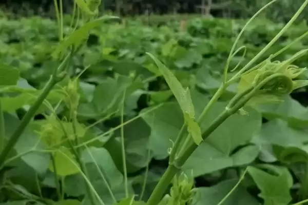 佛手瓜苗种植方法 ,佛手瓜苗的种植需要注意哪些方插图3 佛手瓜苗种植方法 ,佛手瓜苗的种植需要注意哪些方插图3