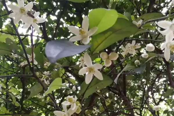 柑橘树开花时间季节 ,柑橘树一般在什么时间开花插图1