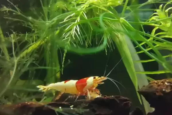 观赏虾应该怎样进行养殖,观赏虾养殖选酸碱度5-8的水源合适吗插图4