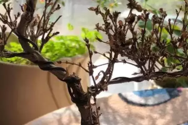 六月雪换盆后的恢复时间 ,六月雪换盆后一周能恢复的原因？插图4
