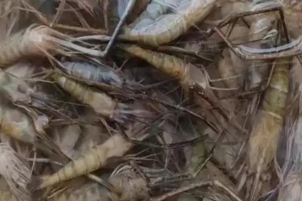 自来水养河虾存活 (自来水养河虾能否存活 3 – 5 小时)插图3