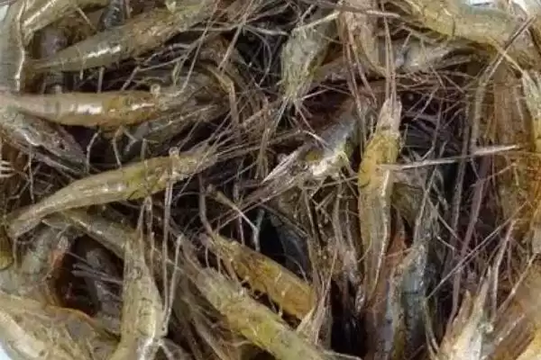 自来水养河虾存活 (自来水养河虾能否存活 3 – 5 小时)插图2