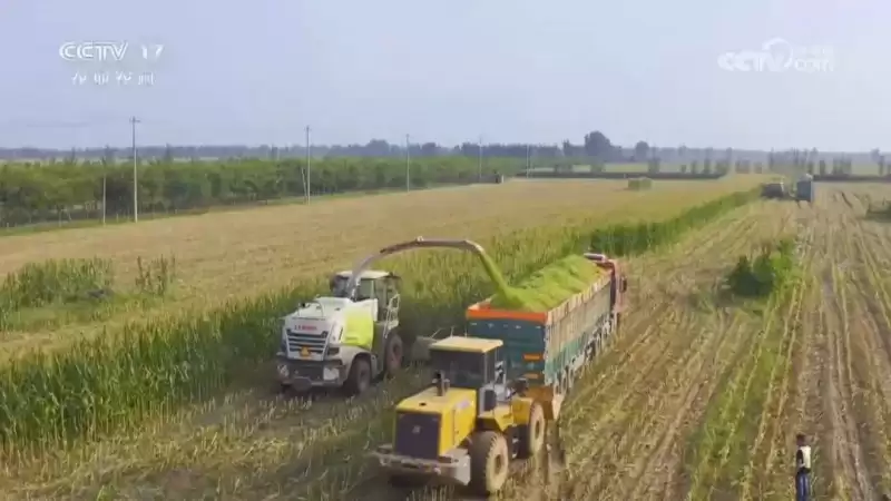 央视呈现:认养一头牛,借故城青贮玉米打造共富样本插图3 央视呈现:认养一头牛,借故城青贮玉米打造共富样本插图3