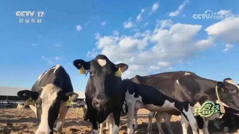 央视呈现:认养一头牛,借故城青贮玉米打造共富样本插图2 央视呈现:认养一头牛,借故城青贮玉米打造共富样本插图2