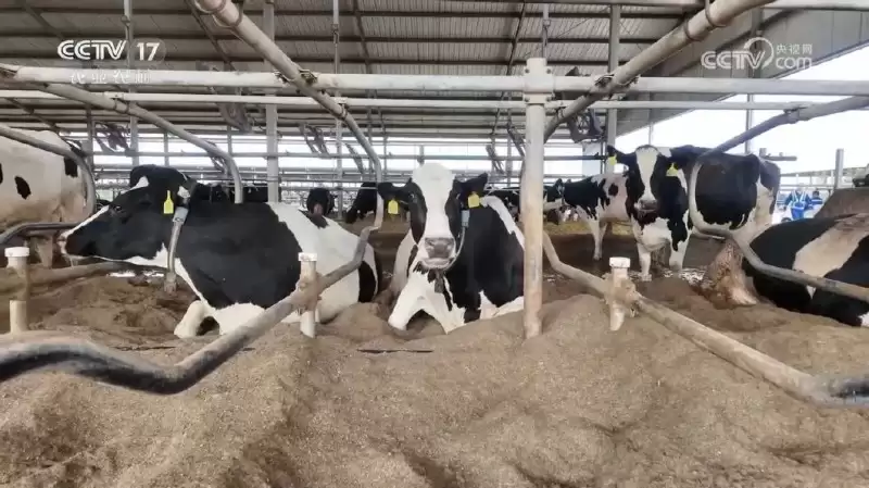 央视呈现:认养一头牛,借故城青贮玉米打造共富样本插图4 央视呈现:认养一头牛,借故城青贮玉米打造共富样本插图4