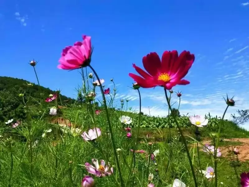 从 “靠柴生活” 到 “靠新致富”—— 马头山村的华丽转身插图3