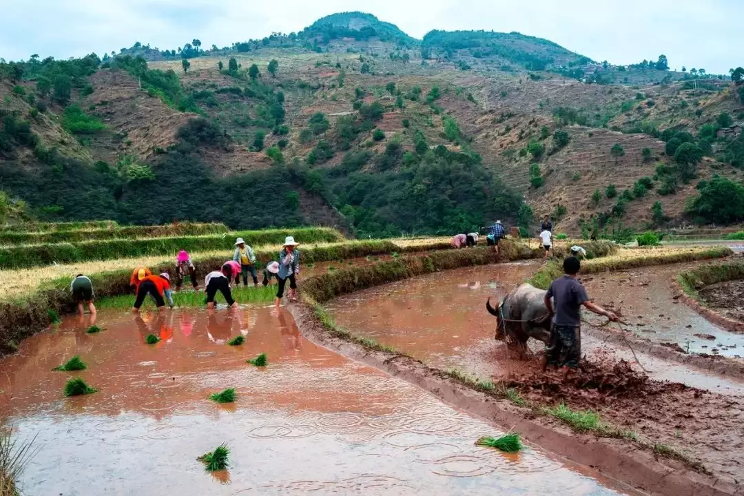 从 “靠柴生活” 到 “靠新致富”—— 马头山村的华丽转身插图4