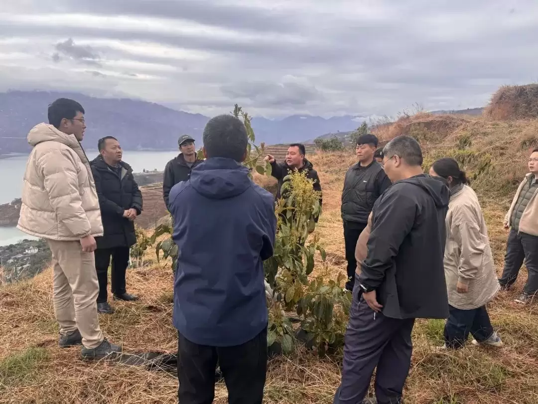 会东：牛油果培训干货满满，产业发展未来可期插图