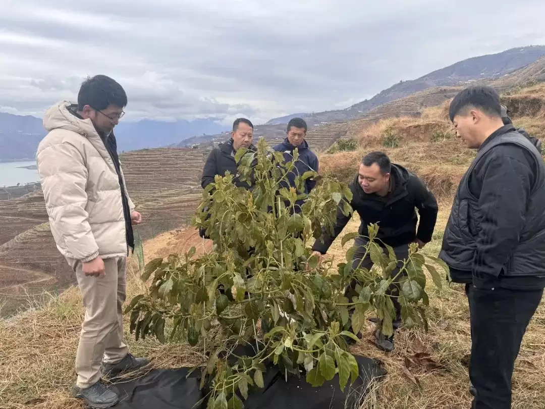 会东：牛油果培训干货满满，产业发展未来可期插图1