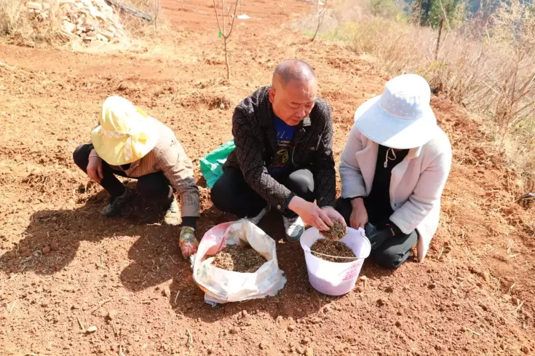 会东张金云：返乡创业结硕果，助力乡村振兴梦插图4