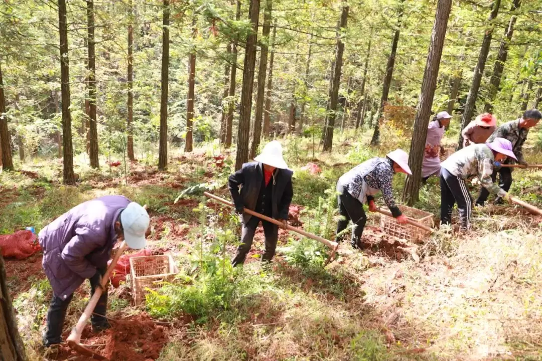 会东张金云：返乡创业结硕果，助力乡村振兴梦插图2