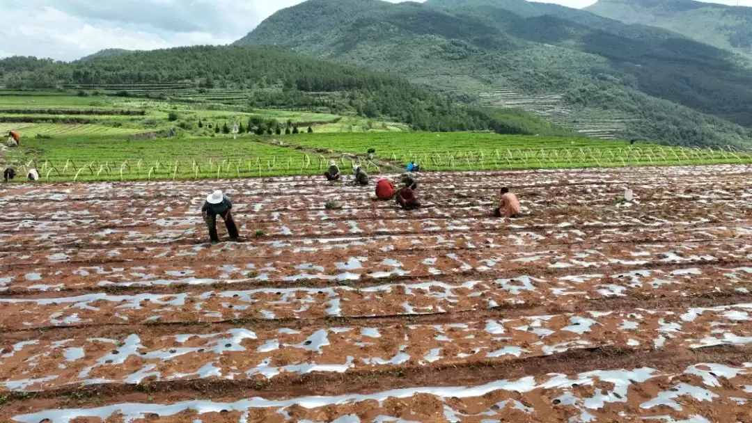 会东张金云：返乡创业结硕果，助力乡村振兴梦插图3