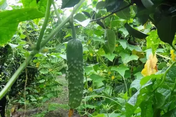 秋黄瓜种植时间选择:8月初苗期避开暑期高温的优势插图4 秋黄瓜种植时间选择:8月初苗期避开暑期高温的优势插图4