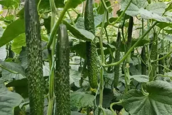 秋黄瓜种植时间选择:8月初苗期避开暑期高温的优势插图1 秋黄瓜种植时间选择:8月初苗期避开暑期高温的优势插图1