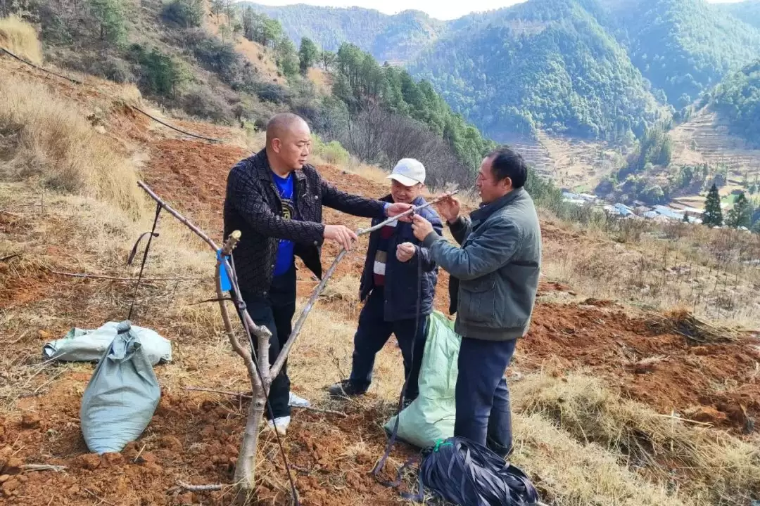 会东张金云：返乡创业结硕果，助力乡村振兴梦插图1