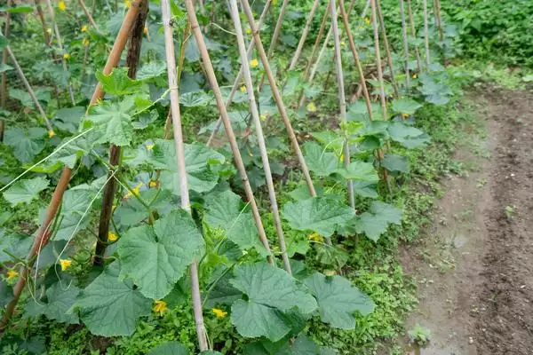 秋黄瓜种植时间选择:8月初苗期避开暑期高温的优势插图3 秋黄瓜种植时间选择:8月初苗期避开暑期高温的优势插图3