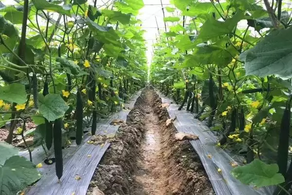 秋黄瓜种植时间选择:8月初苗期避开暑期高温的优势插图2 秋黄瓜种植时间选择:8月初苗期避开暑期高温的优势插图2