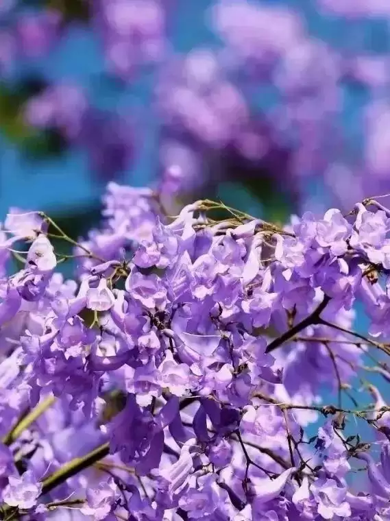 走进会理春日,邂逅缤纷花海与特色美食插图24 走进会理春日,邂逅缤纷花海与特色美食插图24