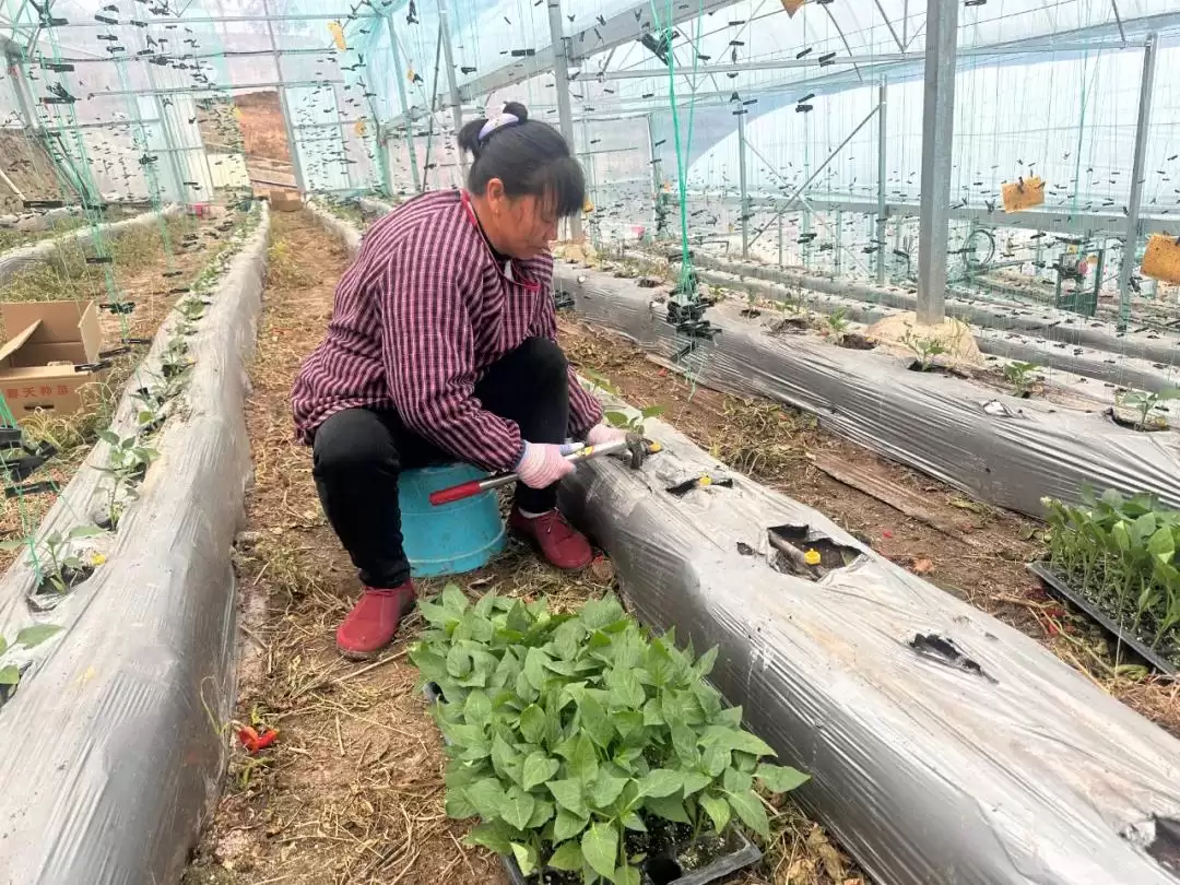 会东鱼山基地辣椒移栽忙 移民群众家门口致富插图1