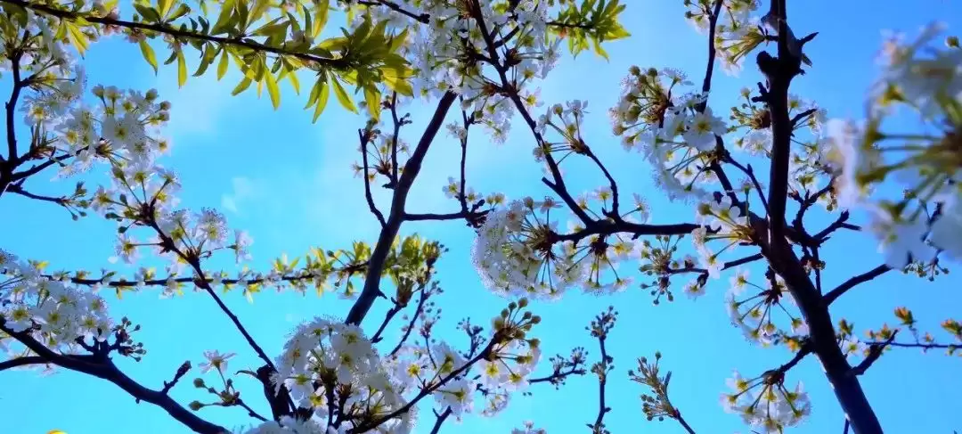 走进会理春日,邂逅缤纷花海与特色美食插图9 走进会理春日,邂逅缤纷花海与特色美食插图9