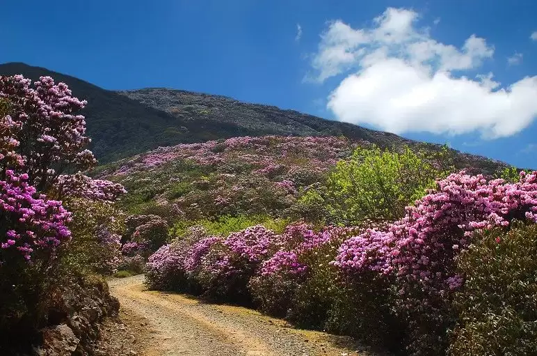 走进会理春日,邂逅缤纷花海与特色美食插图17 走进会理春日,邂逅缤纷花海与特色美食插图17