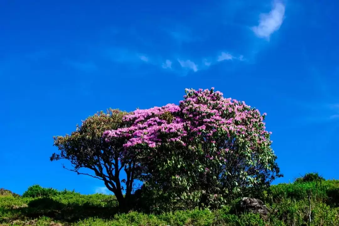 走进会理春日,邂逅缤纷花海与特色美食插图16 走进会理春日,邂逅缤纷花海与特色美食插图16