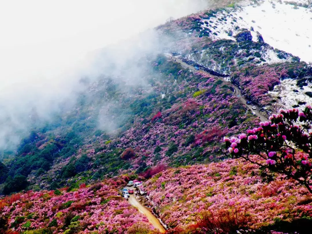 走进会理春日,邂逅缤纷花海与特色美食插图15 走进会理春日,邂逅缤纷花海与特色美食插图15