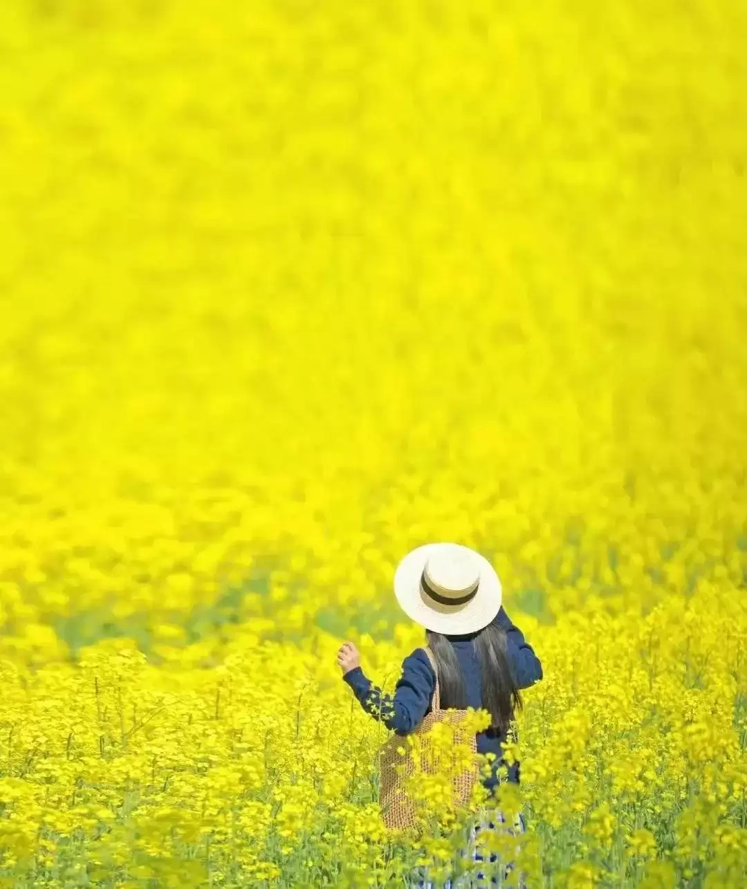 走进会理春日,邂逅缤纷花海与特色美食插图4 走进会理春日,邂逅缤纷花海与特色美食插图4