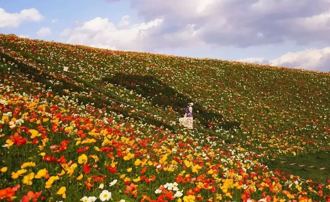 走进会理春日,邂逅缤纷花海与特色美食插图11 走进会理春日,邂逅缤纷花海与特色美食插图11