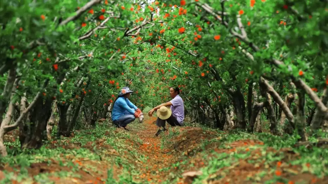 走进会理春日,邂逅缤纷花海与特色美食插图20 走进会理春日,邂逅缤纷花海与特色美食插图20