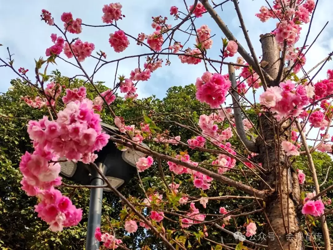 会理春信:游客中心樱花绽放,浪漫开场插图 会理春信:游客中心樱花绽放,浪漫开场插图