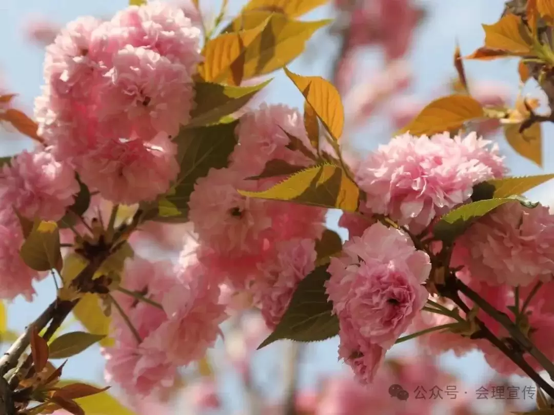 走进会理春日,邂逅缤纷花海与特色美食插图23 走进会理春日,邂逅缤纷花海与特色美食插图23